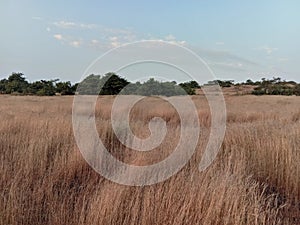 Beautiful paddy field