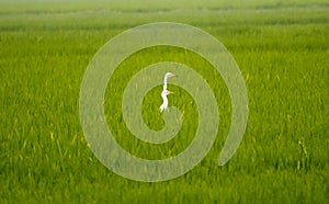 beautiful paddy field with stork bird in it beautiful funny