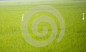 beautiful paddy field with stork bird in it beautiful funny