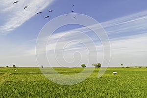 Beautiful paddy field under an open blue sky