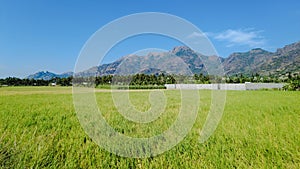 Beautiful paddy field and western ghats mountain range, kanyakumari, Tamil Nadu