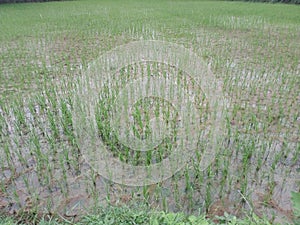 Beautiful paddy harvesting in the farm