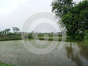 Beautiful paddy harvesting in the farm