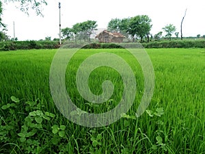 Beautiful paddy harvesting in the  farm