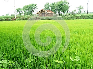 Beautiful paddy harvesting in the  farm