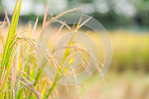 Beautiful paddy rice and leaf in plant field ready to crop or harveast in nature background concept agricuture