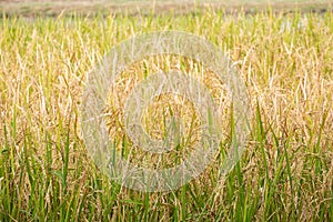 Beautiful paddy rice and leaf in plant field ready to crop or harveast in nature background concept agricuture