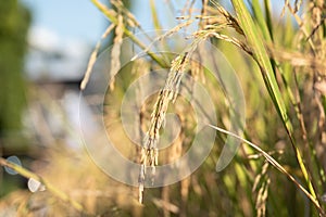 Beautiful paddy rice and leaf in plant field ready to crop or harveast in nature background concept agricuture