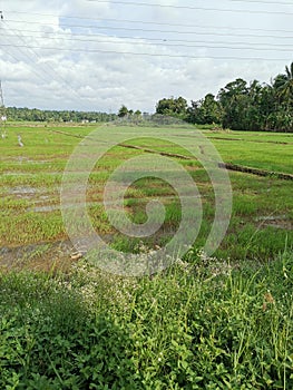 Beautiful Paddyfield Sunrise