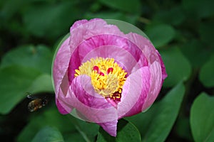 Beautiful Paeonia anomala flowers in all its glory in the garden