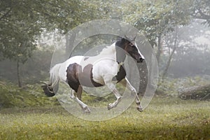 Beautiful paint horse galloping in a forest in a foggy morning