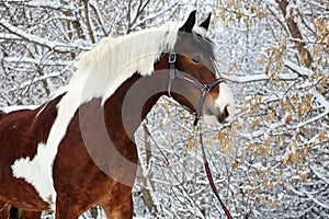 Beautiful paint vanner draft horse in winter snow park