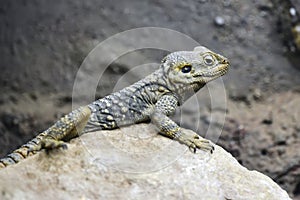 Beautiful Painted Dragon reptile Stellagama Stellio Brachydactyla on rock