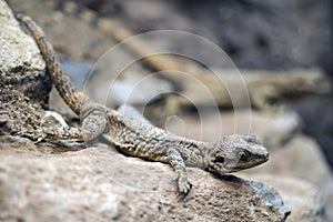 Beautiful Painted Dragon reptile Stellagama Stellio Brachydactyla on rock