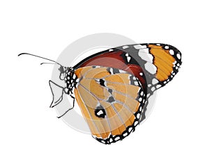 Beautiful painted lady butterfly isolated