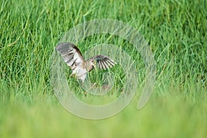 Beautiful painted snipe unfold wings photo