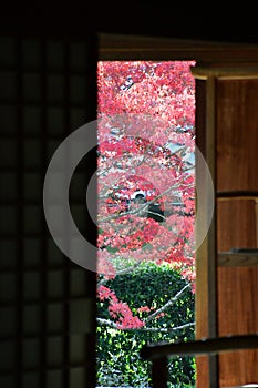 A beautiful painting-like background of vivid fall maple leaves peeks out from in between a Japanese-style screen wooden door.