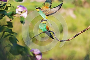 Beautiful pair of birds of paradise