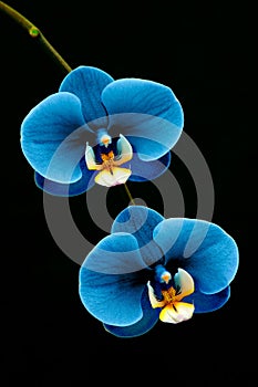 Beautiful pair of blue color orchids against black background