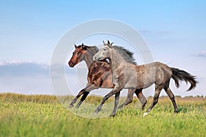 Beautiful pair of brown and gray horse galloping