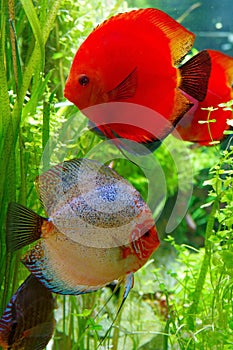 Beautiful pair of Discus fish