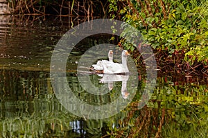 Beautiful pair of geese floating on water