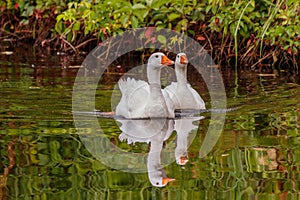 Beautiful pair of geese floating on water