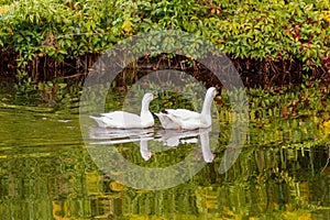 Beautiful pair of geese floating on water