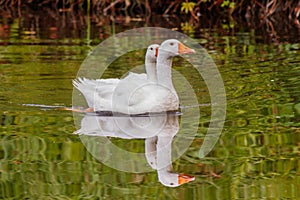 Beautiful pair of geese floating on water