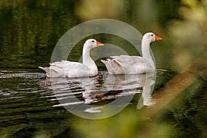 Beautiful pair of geese floating on water