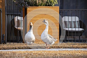 Beautiful pair of geese near the veranda of the cottage with outdoor furniture. Sunny day in the countryside