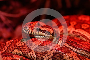 Beautiful pair of kites coastal carpet python