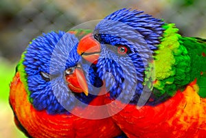 Beautiful Pair of Lorikeet parrots.