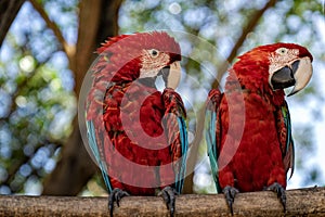 Beautiful pair of macaws standing on a tree trunk