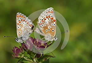 A beautiful pair of mating Brown Argus Butterfly, Aricia agestis, perching on a flower in a meadow.