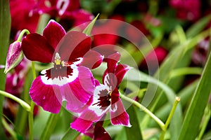 Beautiful pair of miltonia or pansy orchids in a garden