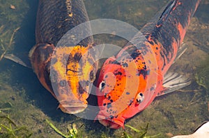 Beautiful pair mixed Orange-black color fancy carp fish in shallow water pond.