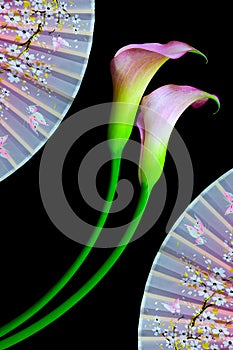 Close up of a pair of multi color calla lillies with oriental folding fans background