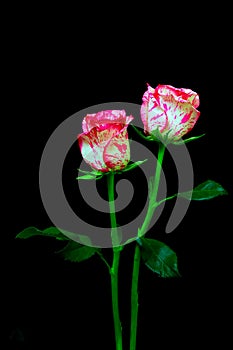 Beautiful pair of multi color hybrid roses on black backdrop