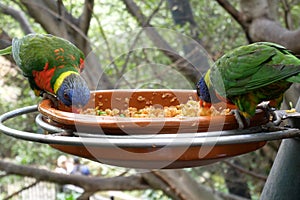 Beautiful pair parrots in tree branch, birds eating from plate in park