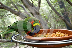 Beautiful pair parrots in tree branch, birds eating from plate in park