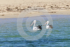 Beautiful pair of pelicans near the sandy beach of Rockingham, Western Australia