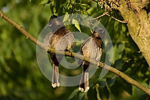 Beautiful pair of  red-vented bulbul Pycnonotus cafersitting on tree branch