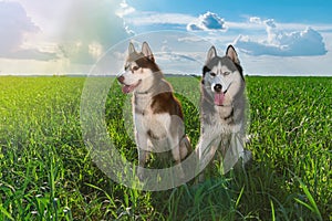 Beautiful pair Siberian huskies in sunny day sitting on green grass against blue sky and clouds. Clever husky dog, affectionate.