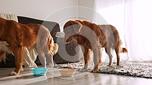 Beautiful pair of tolling duck retriever dogs drinking water from bowls