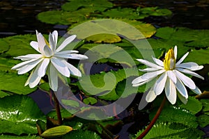 Beautiful pair of white hairy water lilies nymphaea pubescens