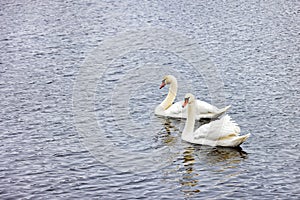 A beautiful pair of white swans floats on the water surface of the river