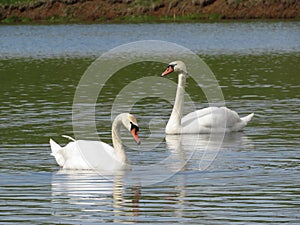 Beautiful pair of white swans on the lake