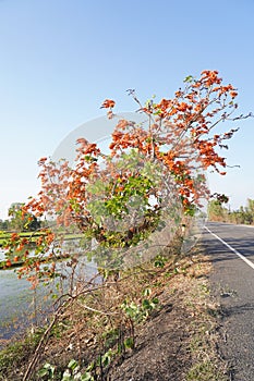 Beautiful palas flowers on blur background blooming in summer.