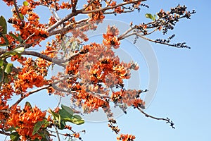 Beautiful palas flowers on blur background blooming in summer.